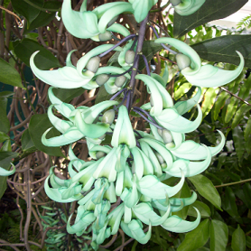(image for) Jade Vine Seeds \'Strongylodon Macrobotrys\' (1 Seed)